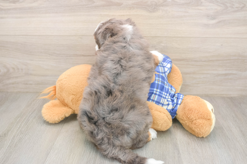 Mini Bernedoodle Pup Being Cute