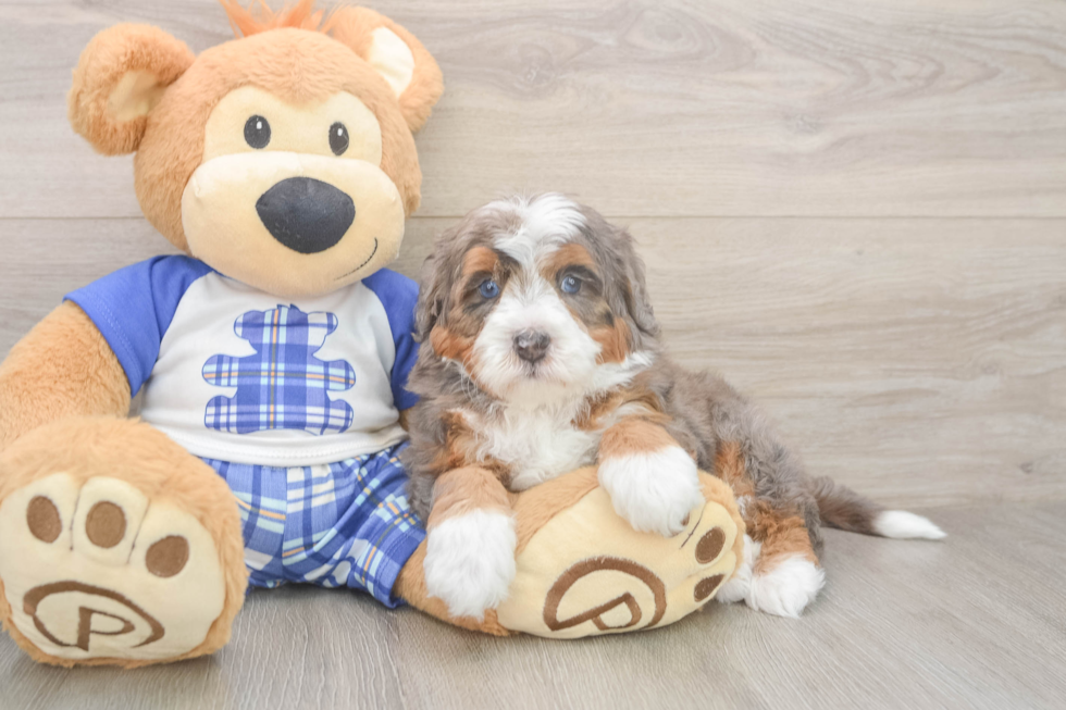 Sweet Mini Bernedoodle Baby