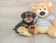 8 week old Mini Bernedoodle Puppy For Sale - Seaside Pups