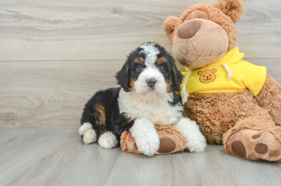 6 week old Mini Bernedoodle Puppy For Sale - Seaside Pups