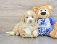 7 week old Mini Bernedoodle Puppy For Sale - Seaside Pups