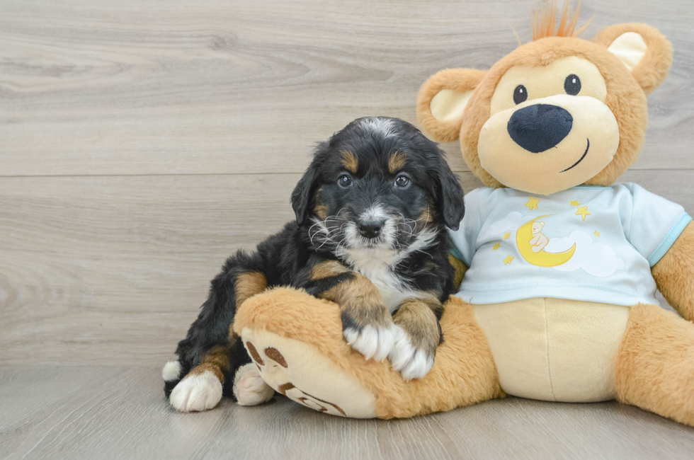 5 week old Mini Bernedoodle Puppy For Sale - Seaside Pups