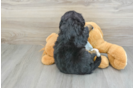 Small Mini Bernedoodle Baby