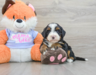 7 week old Mini Bernedoodle Puppy For Sale - Seaside Pups
