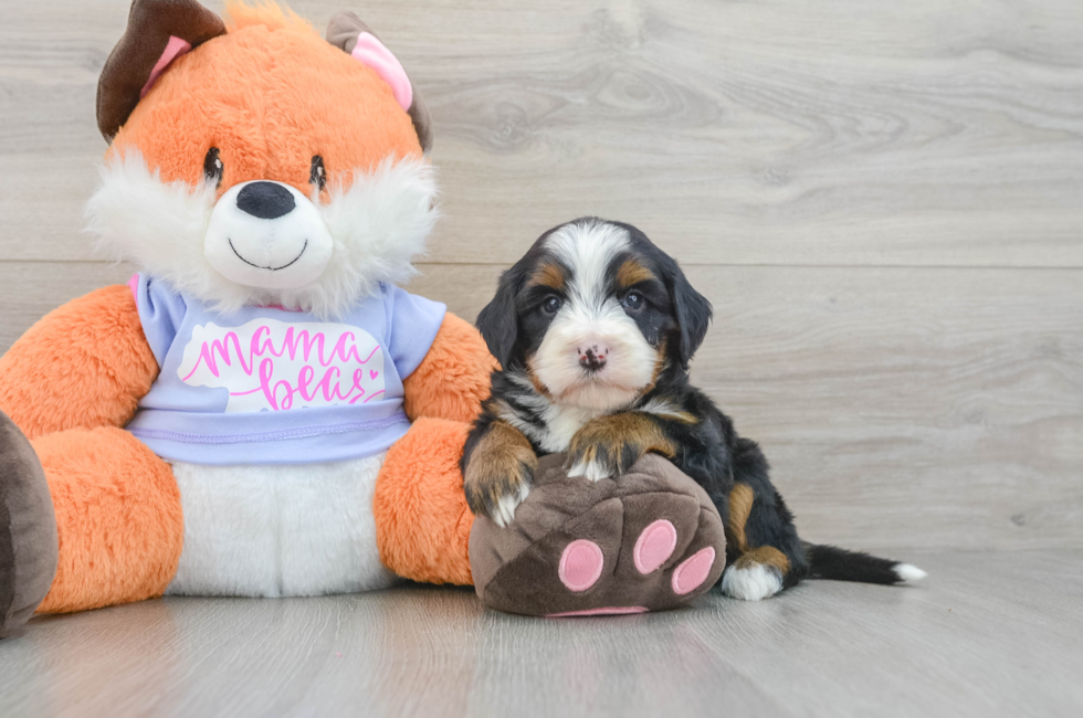 5 week old Mini Bernedoodle Puppy For Sale - Seaside Pups