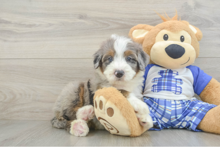Smart Mini Bernedoodle Poodle Mix Pup