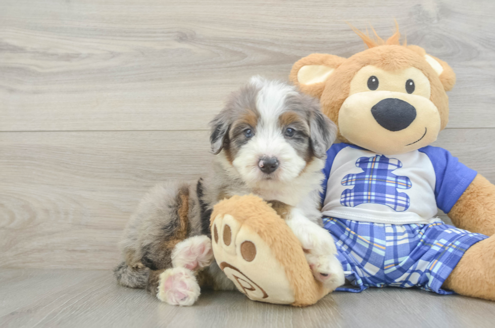 7 week old Mini Bernedoodle Puppy For Sale - Seaside Pups