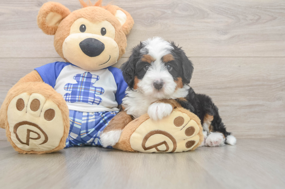 5 week old Mini Bernedoodle Puppy For Sale - Seaside Pups