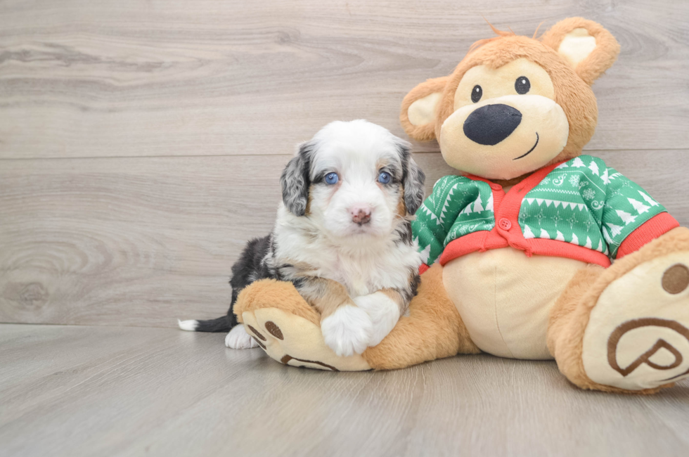 5 week old Mini Bernedoodle Puppy For Sale - Seaside Pups