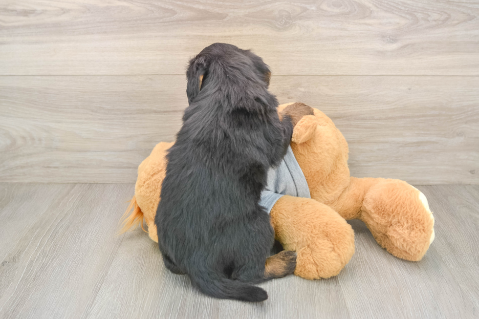 Mini Bernedoodle Pup Being Cute