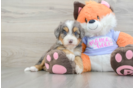 Fluffy Mini Bernedoodle Poodle Mix Pup