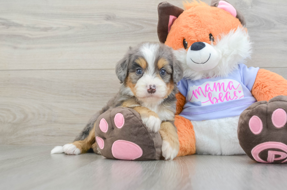 5 week old Mini Bernedoodle Puppy For Sale - Seaside Pups