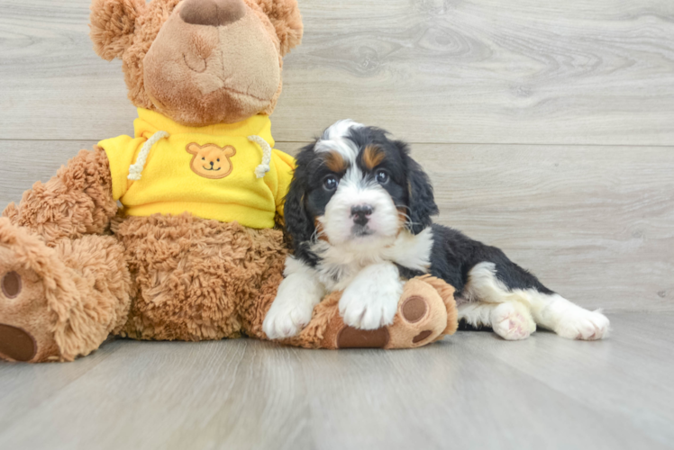 Energetic Mini Bernepoo Poodle Mix Puppy