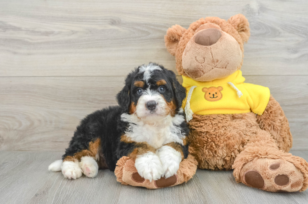 6 week old Mini Bernedoodle Puppy For Sale - Seaside Pups