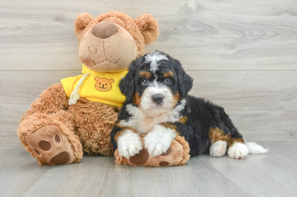 Cute Mini Bernedoodle Baby