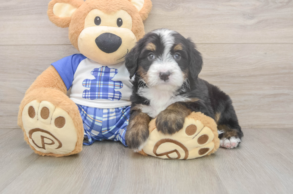 5 week old Mini Bernedoodle Puppy For Sale - Seaside Pups