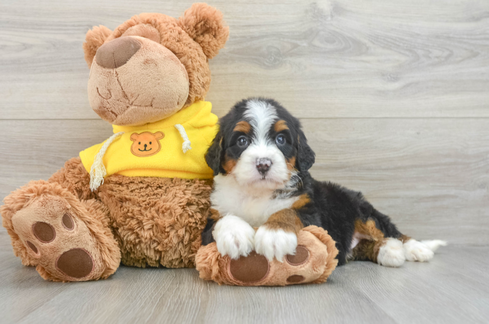 6 week old Mini Bernedoodle Puppy For Sale - Seaside Pups