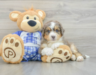 7 week old Mini Bernedoodle Puppy For Sale - Seaside Pups