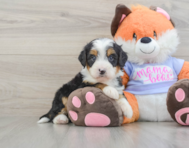 8 week old Mini Bernedoodle Puppy For Sale - Seaside Pups