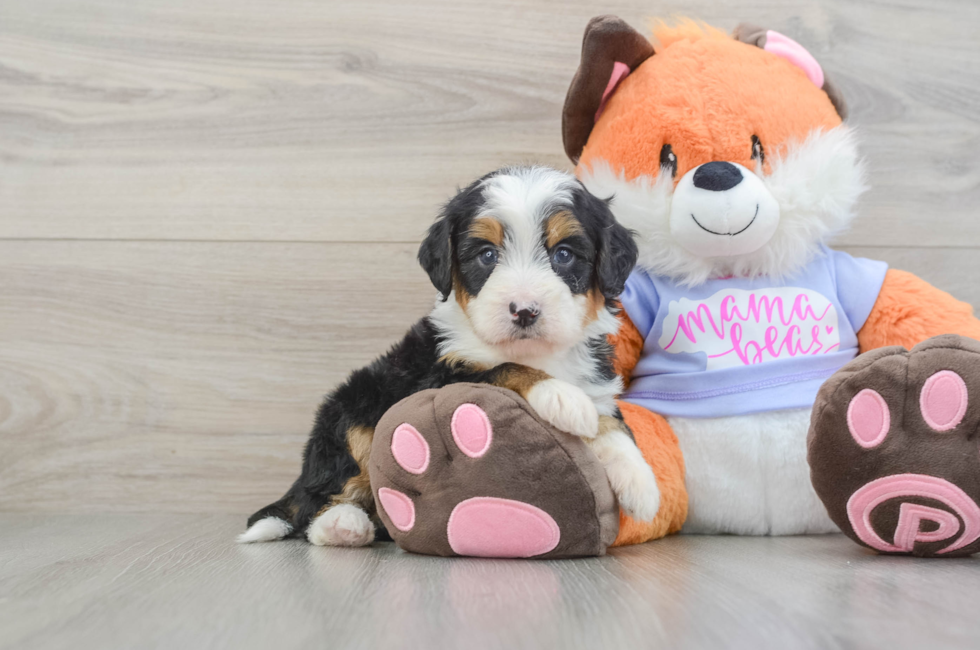 5 week old Mini Bernedoodle Puppy For Sale - Seaside Pups