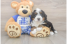 Best Mini Bernedoodle Baby