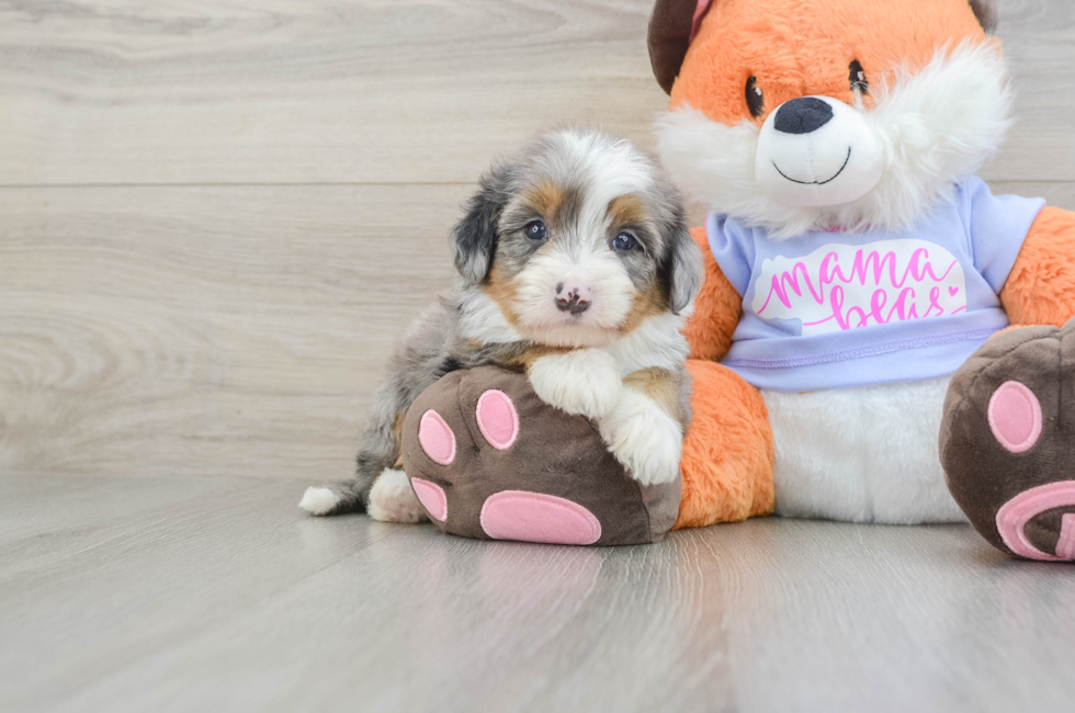 5 week old Mini Bernedoodle Puppy For Sale - Seaside Pups