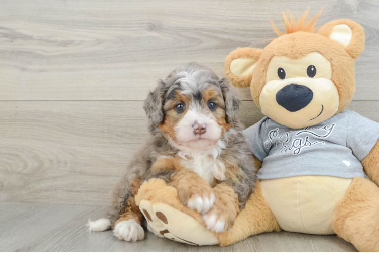 Best Mini Bernedoodle Baby