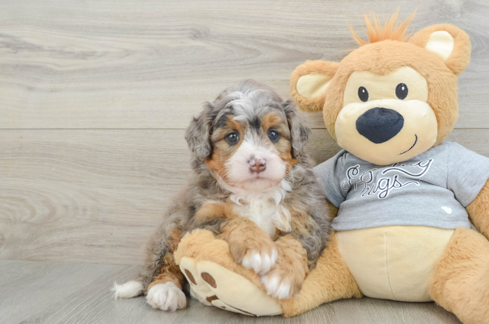 6 week old Mini Bernedoodle Puppy For Sale - Seaside Pups