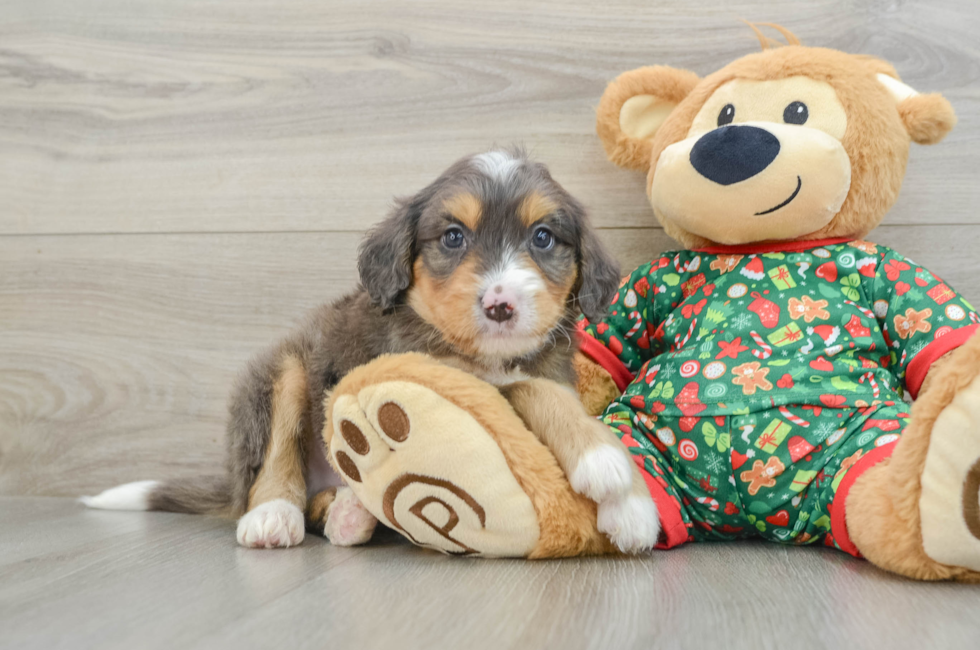 5 week old Mini Bernedoodle Puppy For Sale - Seaside Pups