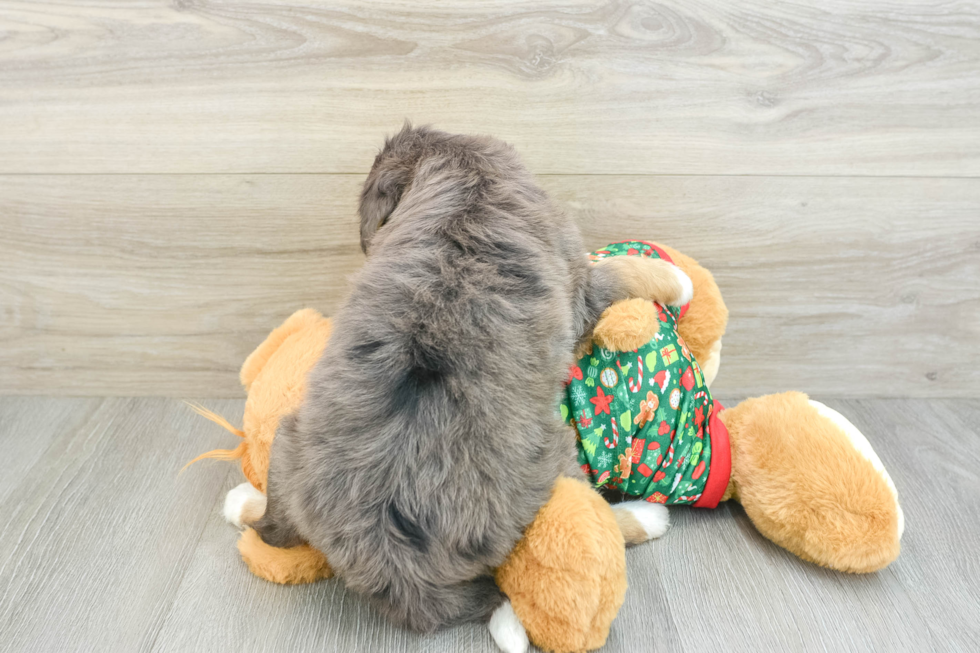 Best Mini Bernedoodle Baby