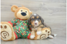 Mini Bernedoodle Pup Being Cute