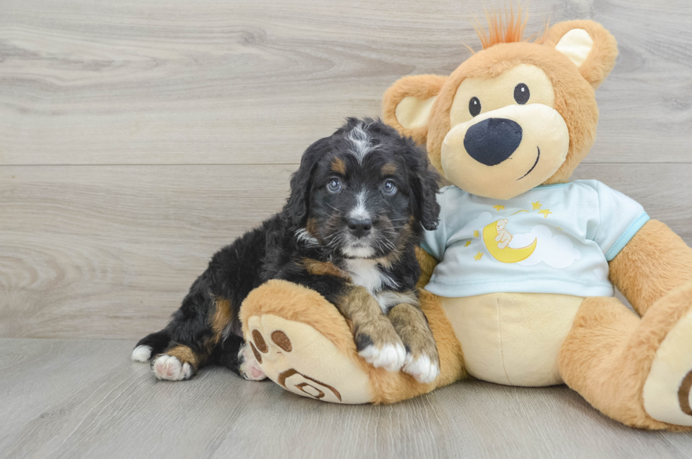 6 week old Mini Bernedoodle Puppy For Sale - Seaside Pups