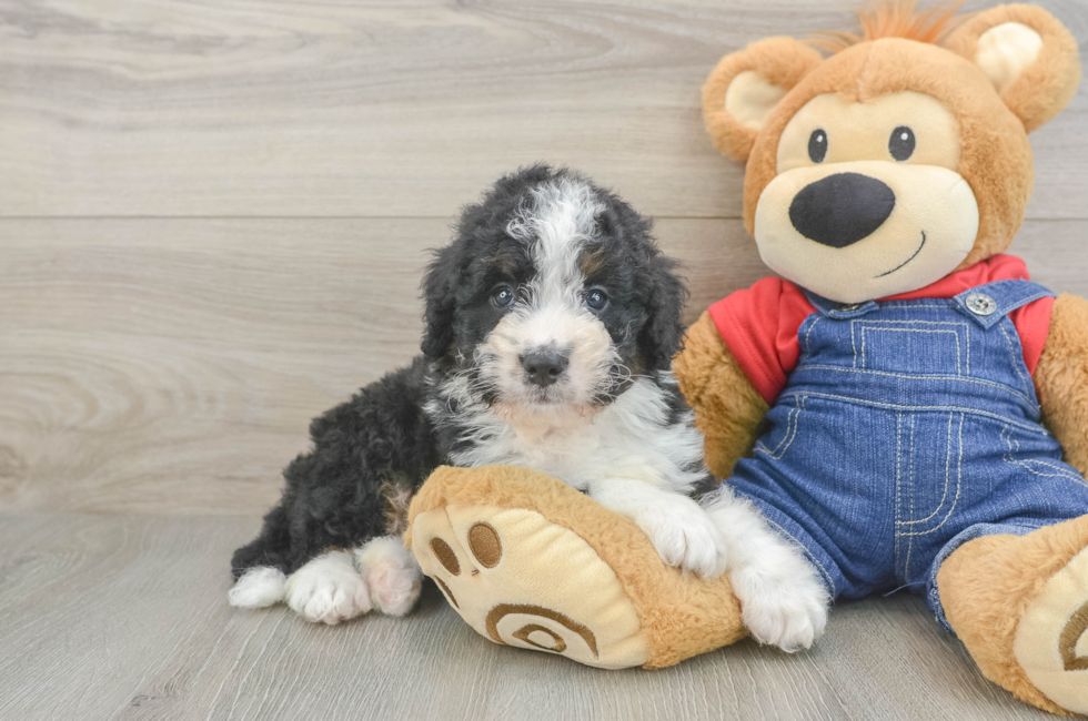 7 week old Mini Bernedoodle Puppy For Sale - Seaside Pups