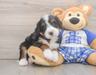 7 week old Mini Bernedoodle Puppy For Sale - Seaside Pups