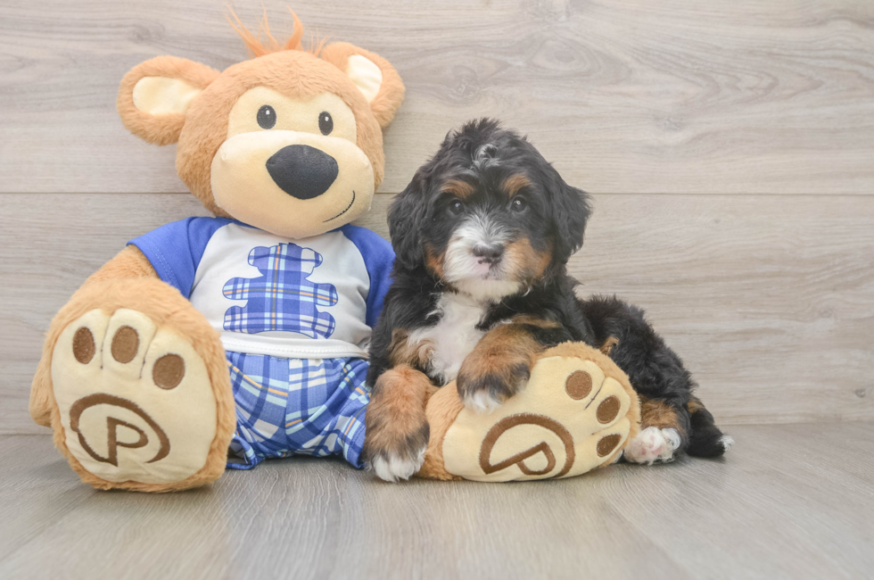 5 week old Mini Bernedoodle Puppy For Sale - Seaside Pups