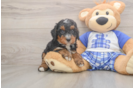 Mini Bernedoodle Puppy for Adoption