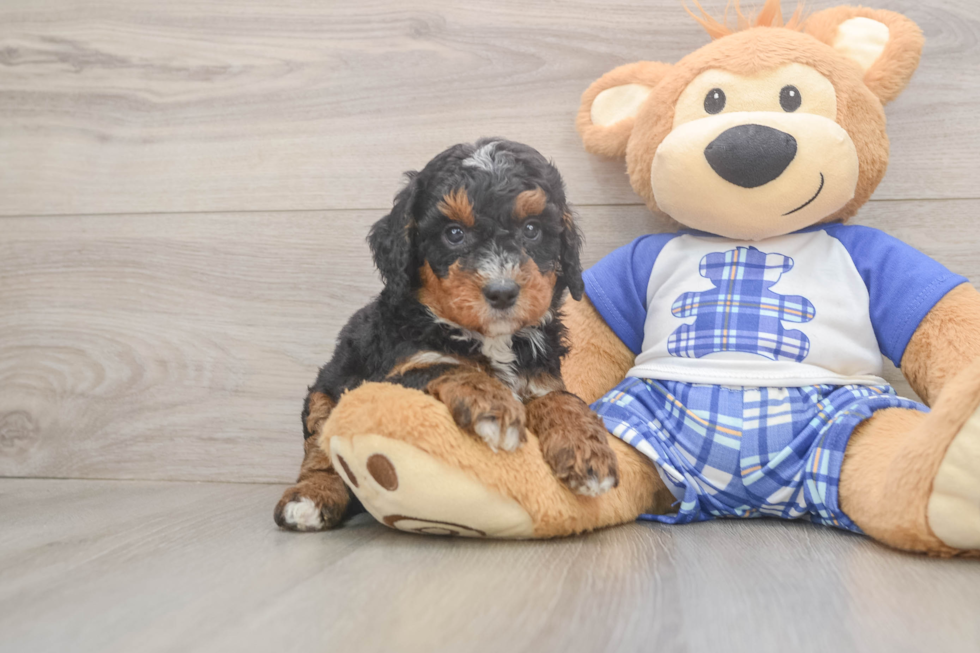 Mini Bernedoodle Puppy for Adoption