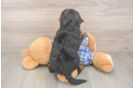 Funny Mini Bernedoodle Poodle Mix Pup