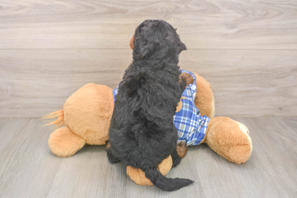Funny Mini Bernedoodle Poodle Mix Pup
