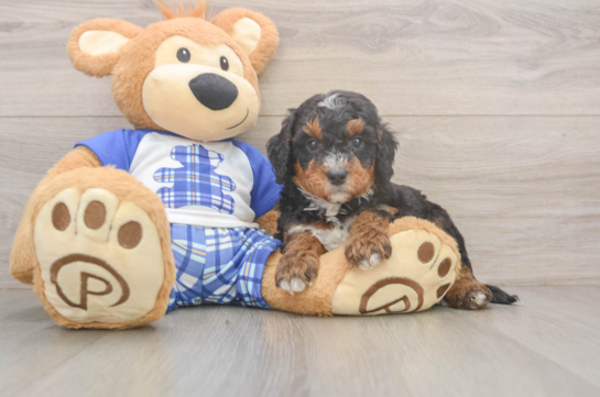 Playful Mini Berniedoodle Poodle Mix Puppy
