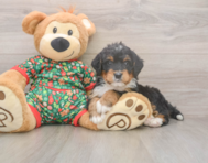 7 week old Mini Bernedoodle Puppy For Sale - Seaside Pups