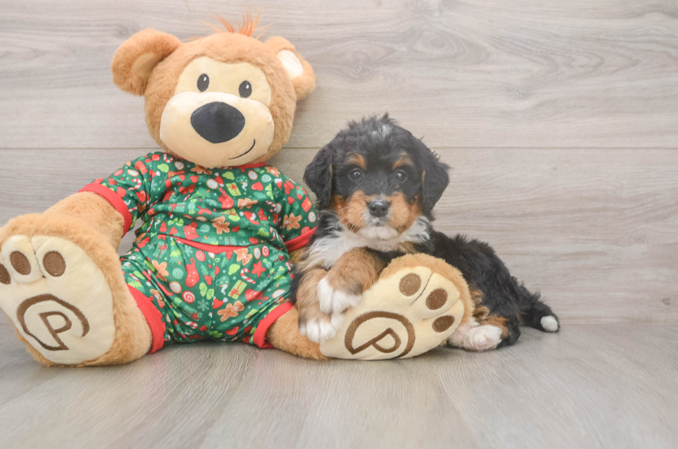 6 week old Mini Bernedoodle Puppy For Sale - Seaside Pups