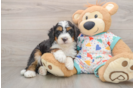 Sweet Mini Bernedoodle Baby