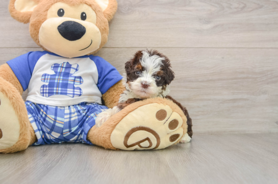JACKMAN, a Mini Bernedoodle littermate