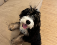 14 week old Mini Bernedoodle Puppy For Sale - Seaside Pups