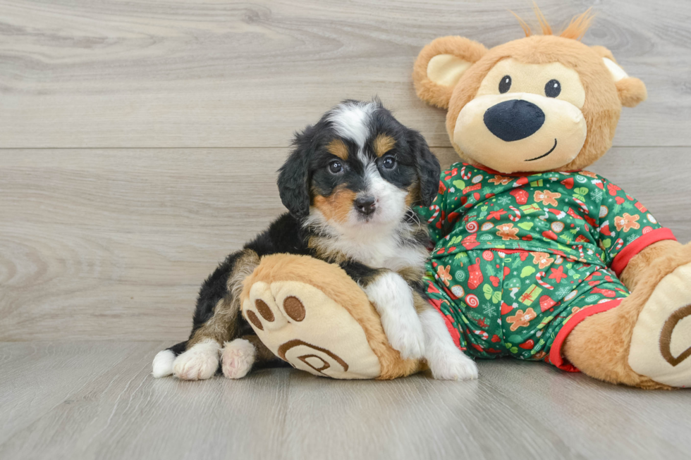 Cute Mini Bernedoodle Baby