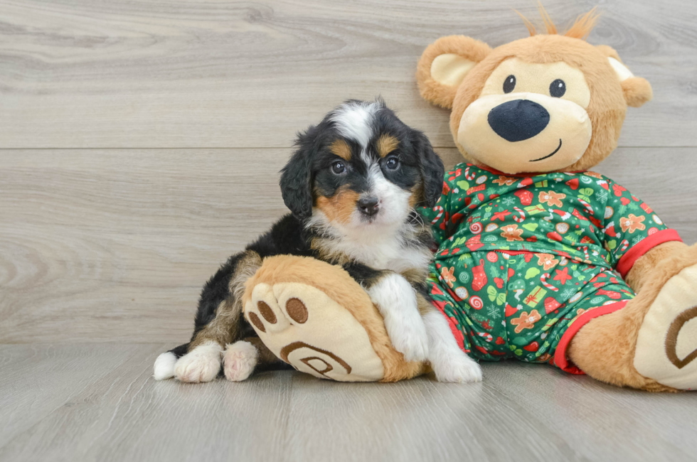 5 week old Mini Bernedoodle Puppy For Sale - Seaside Pups