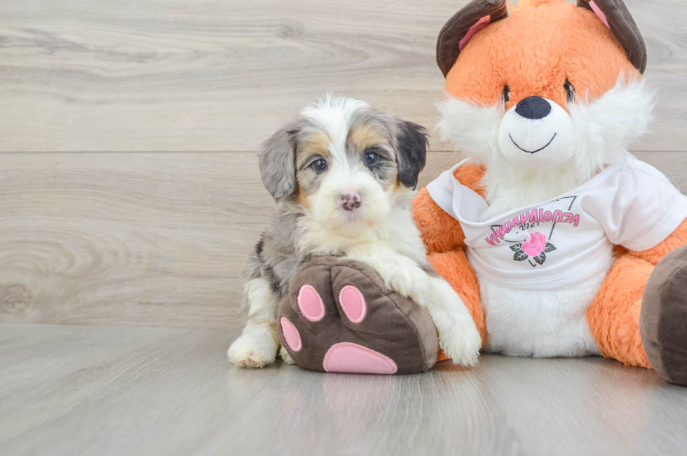 6 week old Mini Bernedoodle Puppy For Sale - Seaside Pups