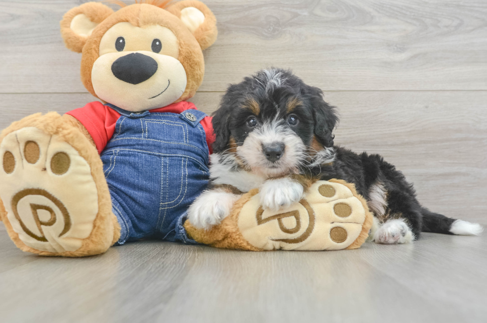 7 week old Mini Bernedoodle Puppy For Sale - Seaside Pups