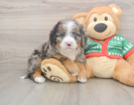 6 week old Mini Bernedoodle Puppy For Sale - Seaside Pups